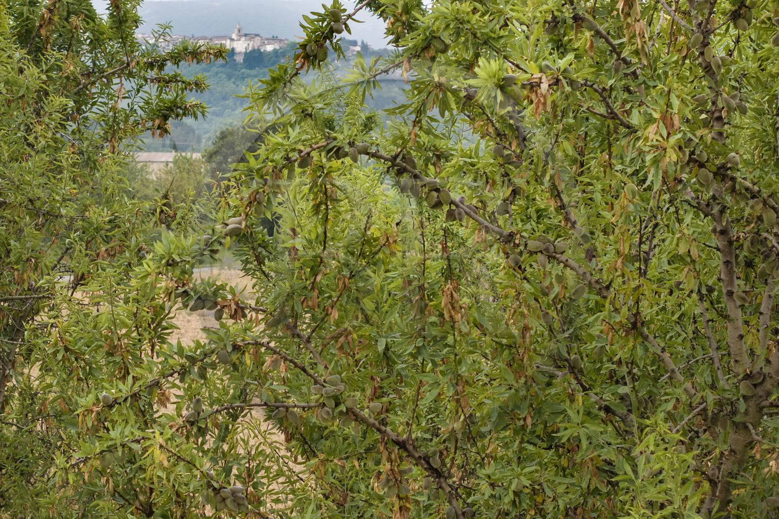 France, Vaucluse (84), Venasque, culture de l'amande par les Frères Silvain, paysans nougatiers, champ d'amandiers ou amanderaie (vue aérienne)