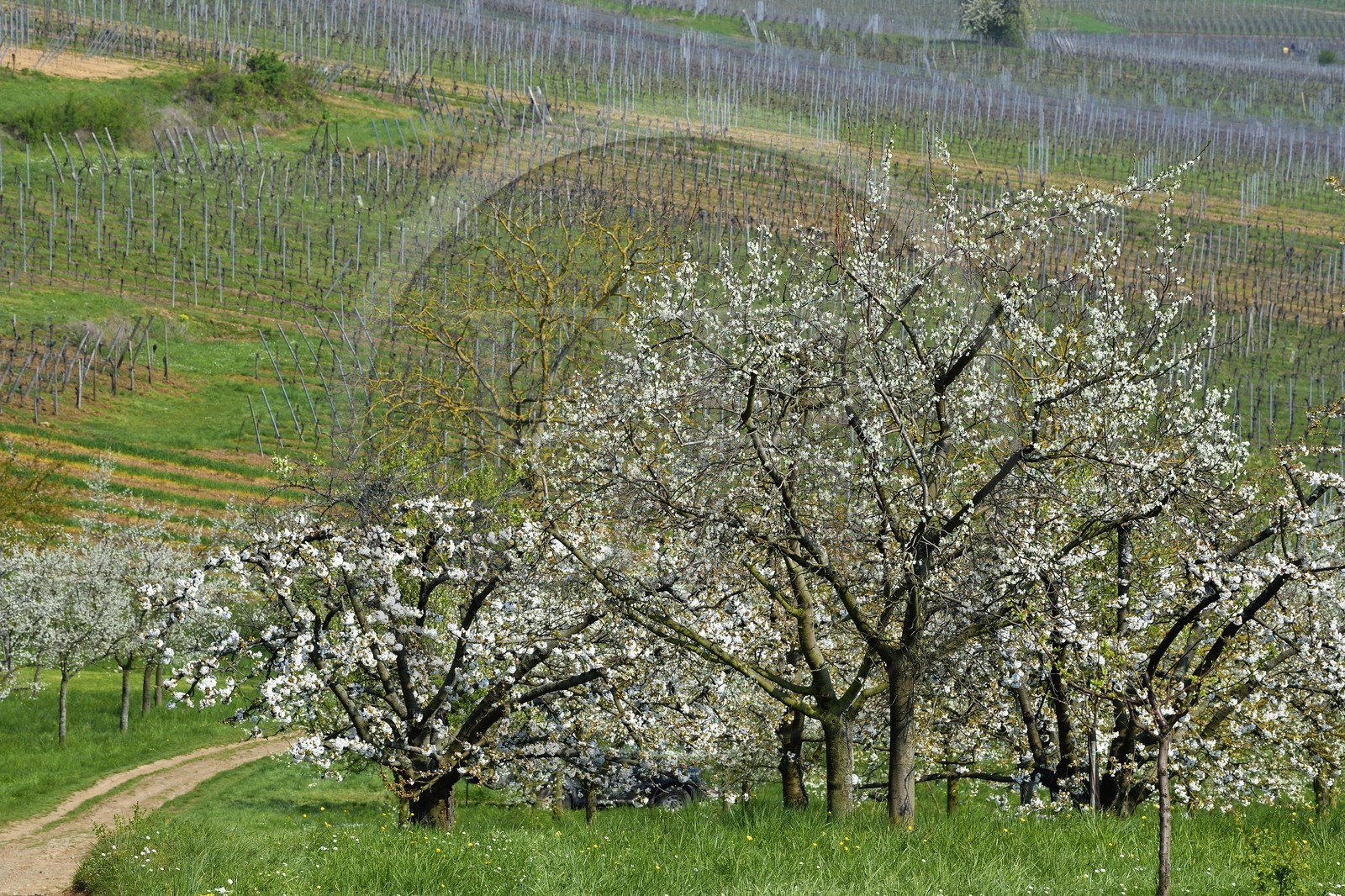 France, Bas-Rhin (67), Route des vins d'Alsace, Westhoffen, cerisiers en fleurs et vignoble en avril