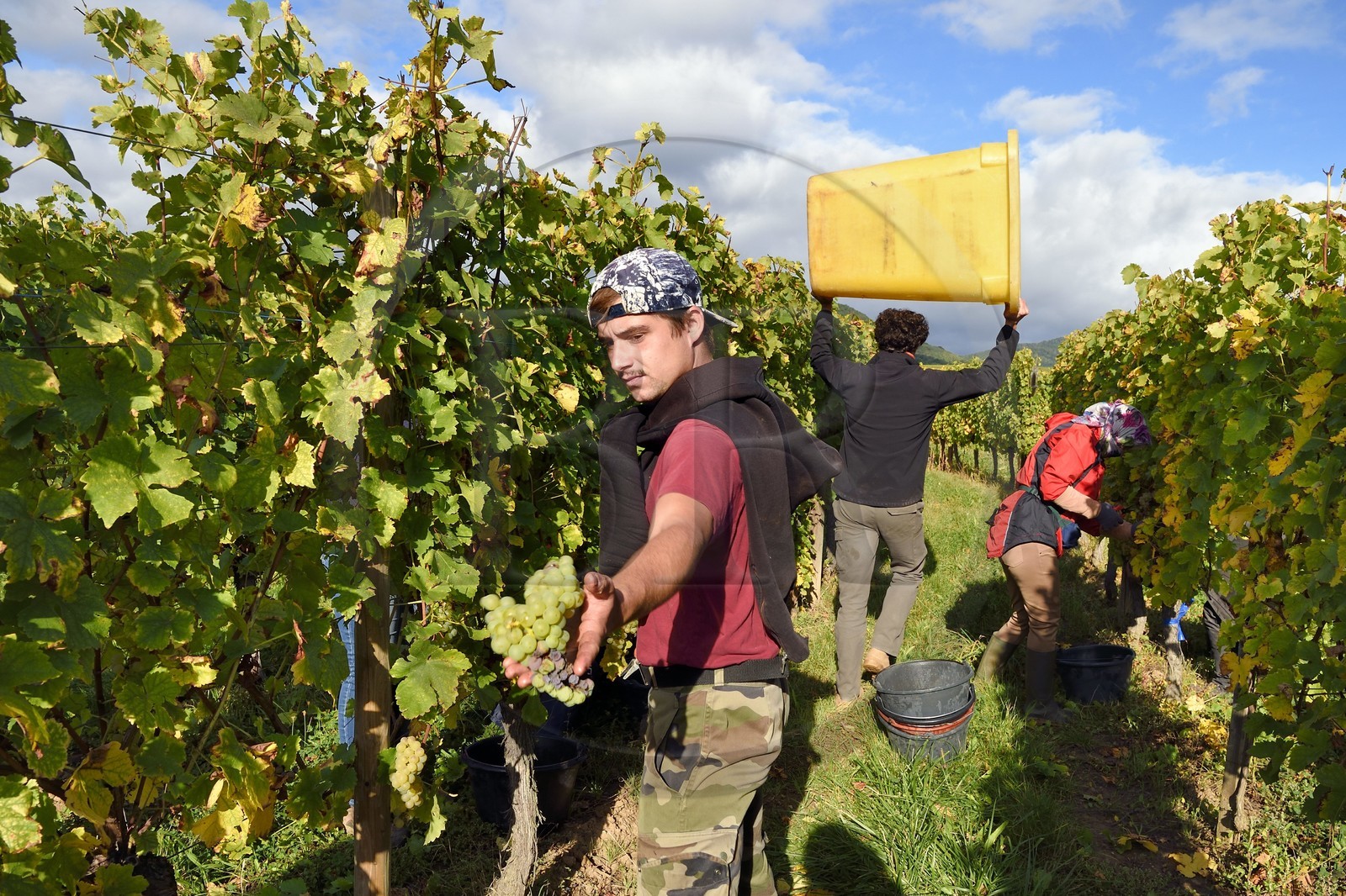France, Haut-Rhin (68), Route des vins d'Alsace, Ribeauvillé, vendanges sur une parcelle du Domaine viticole Marcel Deiss