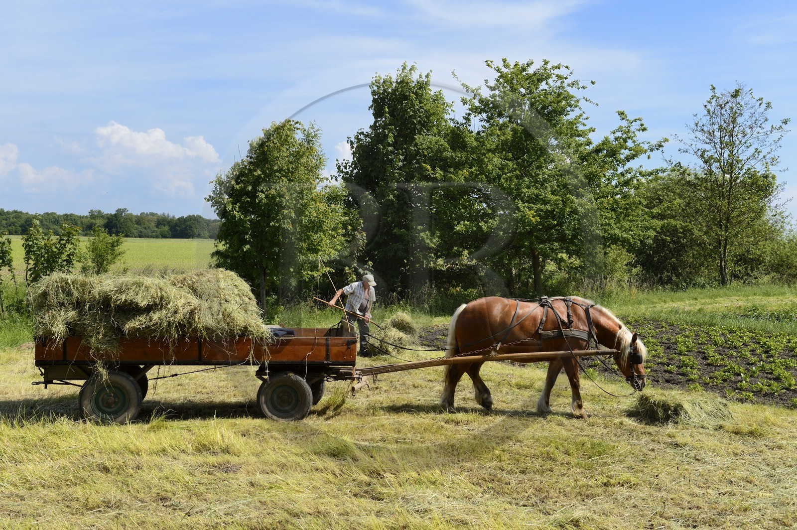 France, Bas-Rhin (67), le Grand Ried, Muttersholtz, agriculteur ramassant le foin