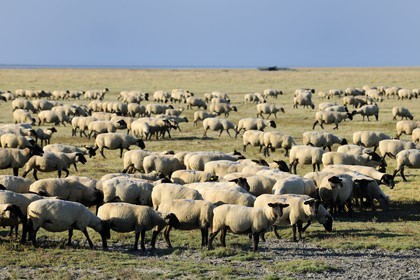 France, Ille et Vilaine, flock of salt marshes sheeps of the Mont Saint Michel