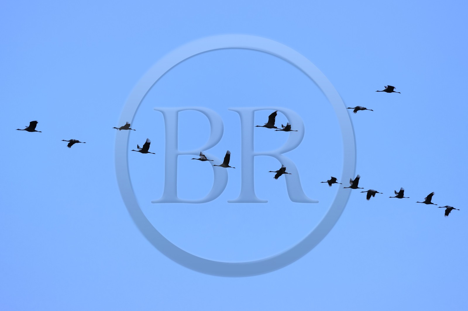 France, Indre (36), le Berry, parc naturel régional de la Brenne, Rosnay, étang de la Mer Rouge, grue cendrée (grus grus), vol au coucher de soleil