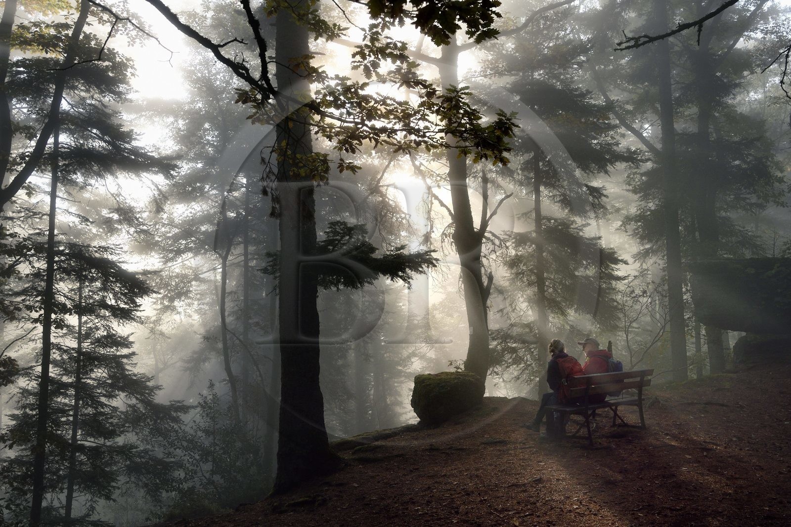 France, Bas-Rhin (67), Mont Saint-Odile, randonnée le long du Mur Païen, vestige d'un mur d'enceinte probablement de l'époque mérovingienne d'une longueur totale de onze kilomètres, lever de soleil dans la brume du petit matin
