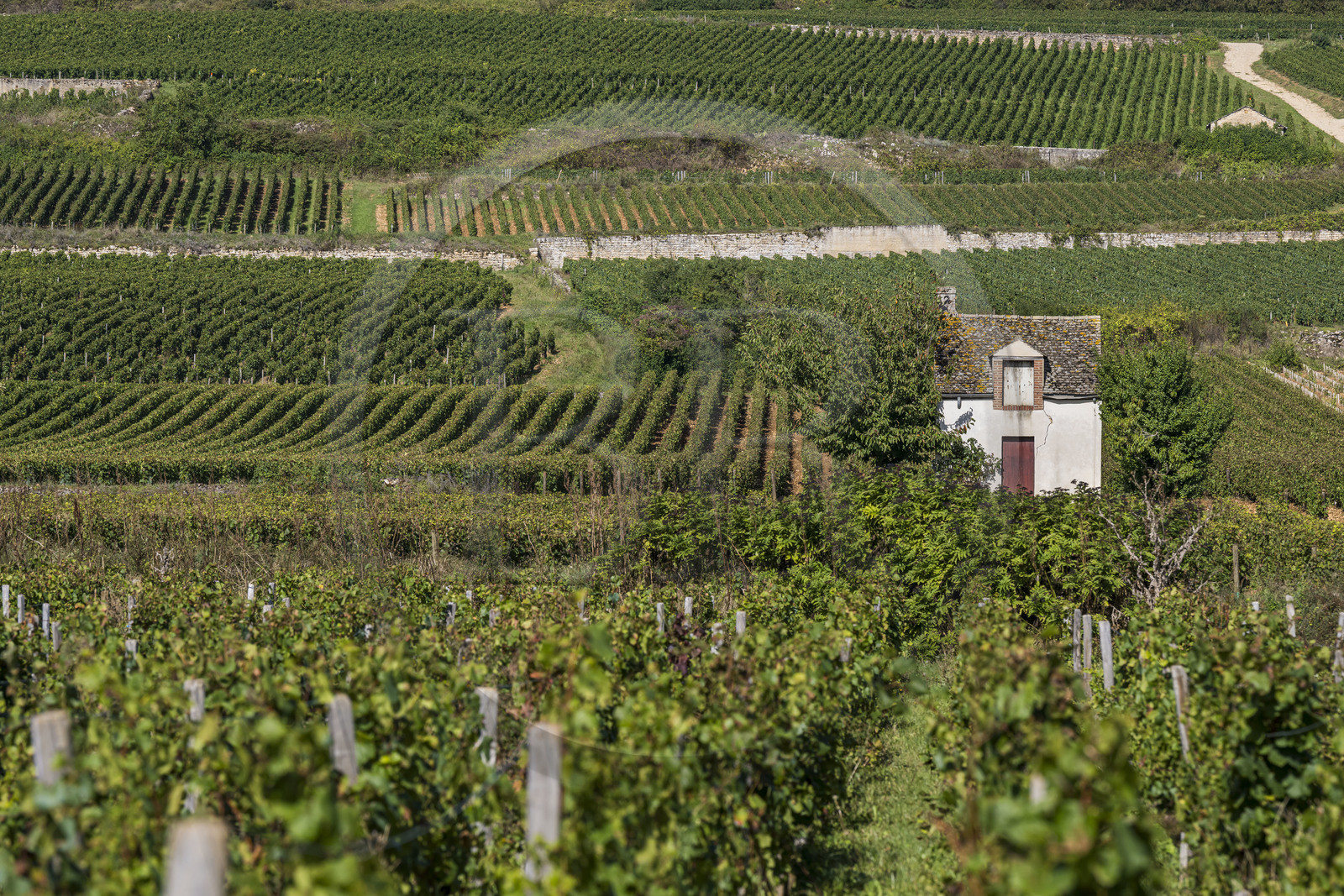 France, Côte-d'Or (21), les climats de Bourgogne classés Patrimoine Mondial de l'UNESCO, Côte de Beaune, Beaune, cabane de viticulteur dans les parcelles de vigne qui bordent l'ouest de la ville