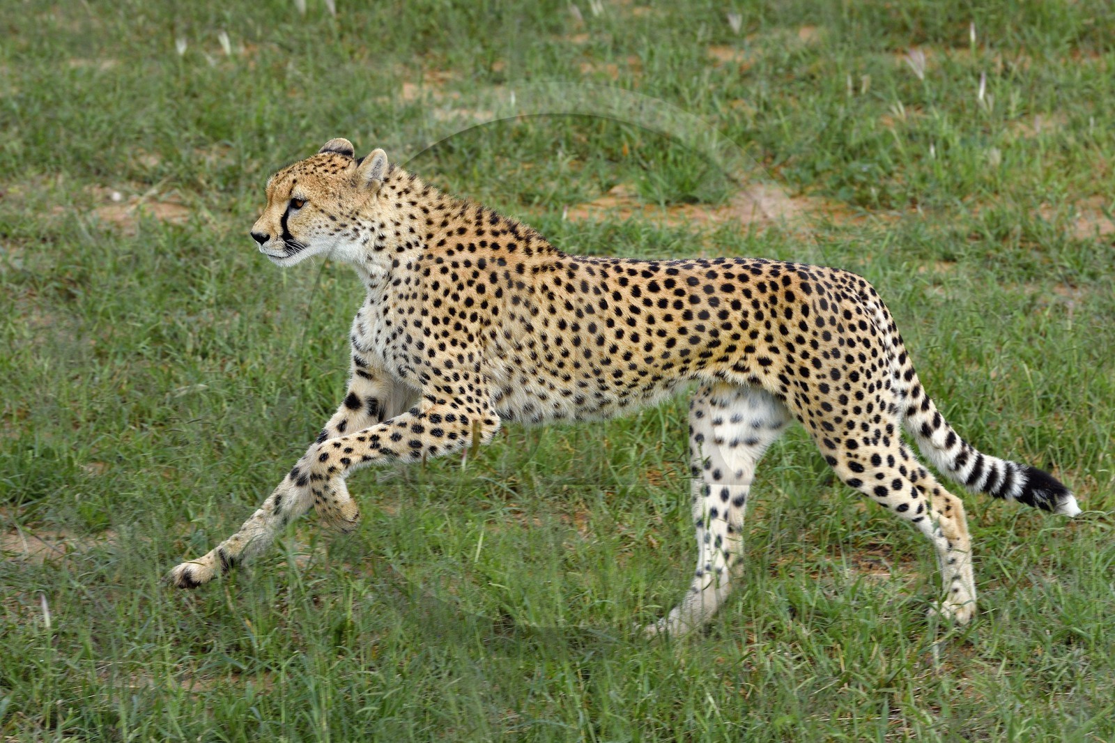 Namibie, Otjiwarongo, Cheetah Conservation Fund, centre de recherche et d'éducation, guépard (Acinonyx jubatus)