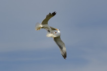 France, Finistère (29), La Foret Fouesnant, archipel des Glénan, Ile de Penfret, combat de goélands