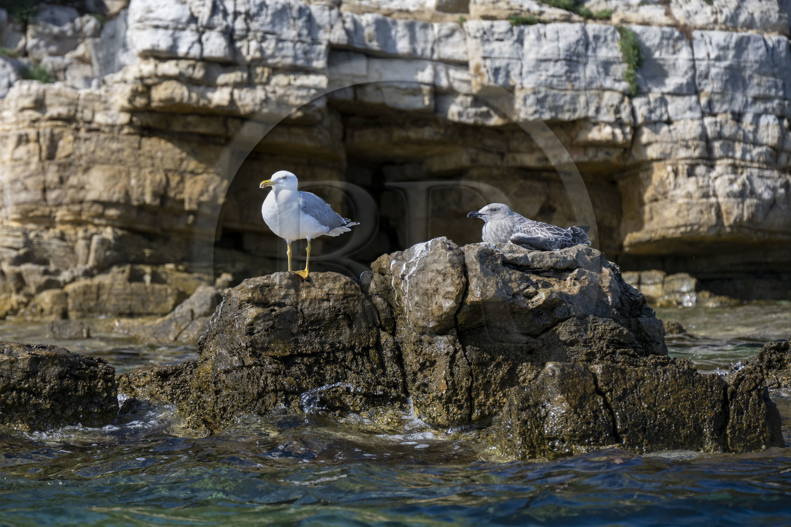 France, Alpes-Maritimes, Cannes, Lerins Islands, Sainte-Marguerite island, herring gull (Larus argentatus) adult on the left and young on the right