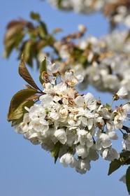 France, Bas-Rhin (67), Route des vins d'Alsace, Westhoffen, cerisier en fleurs