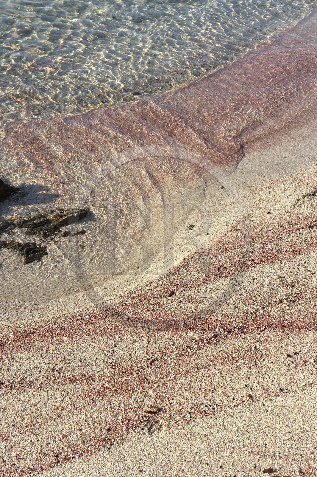France, Var (83), Saint-Tropez, la plage des Salins, dépot de corail rouge sur le sable