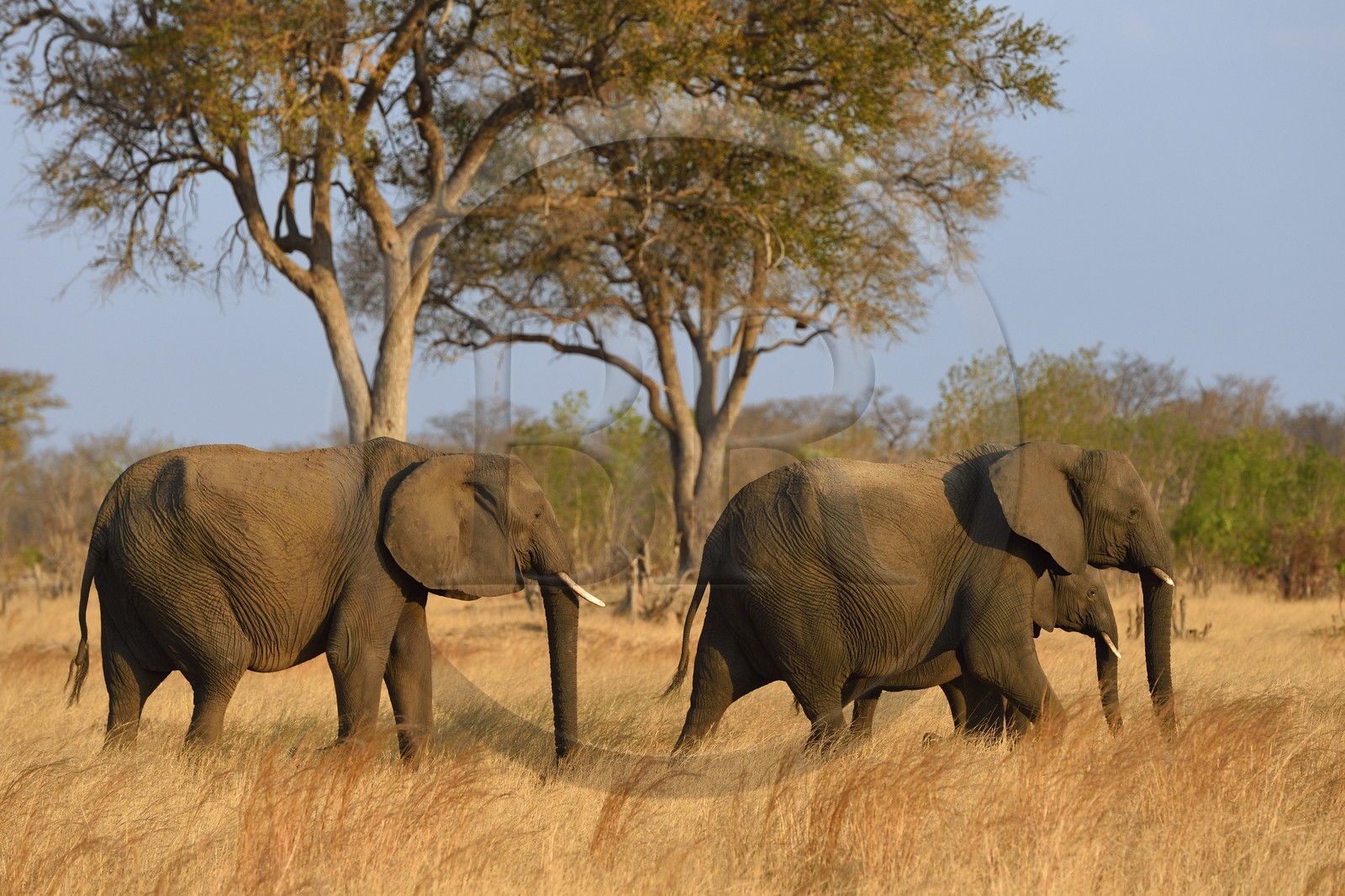 Zimbabwe, province de Matabeleland septentrional, parc national Hwange, éléphants sauvages d'Afrique (Loxodonta africana) dans la savane