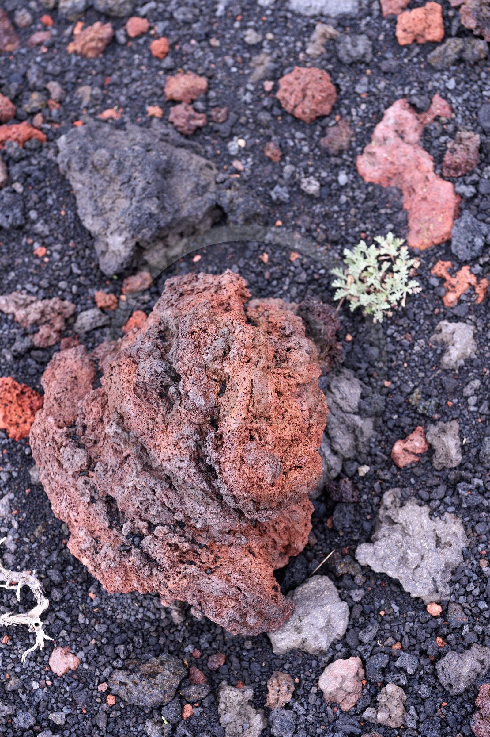 Italie, Sicile, Parc naturel régional de l’Etna, le Mont Etna, classé Patrimoine Mondial de l'UNESCO, roche volcanique