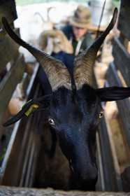 France, Alpes-Maritimes (06), vallée de la Roya (arrière-pays niçois), au pied du parc national du Mercantour, Tende, Casterino dans la vallée de la Casterine, chèvre