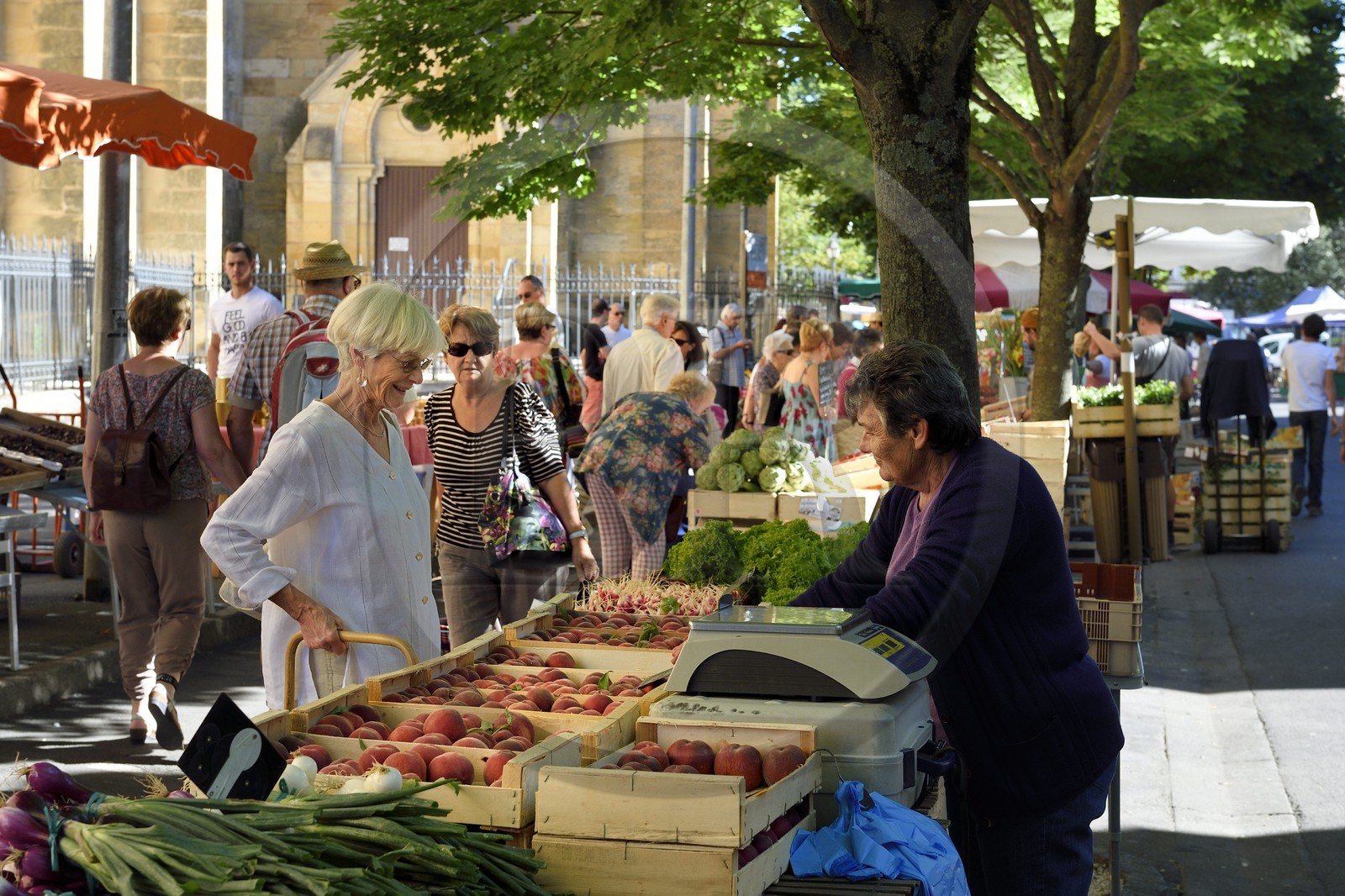 France, Dordogne, purple Perigord, Bergerac, market at the foot of the Notre Dame church