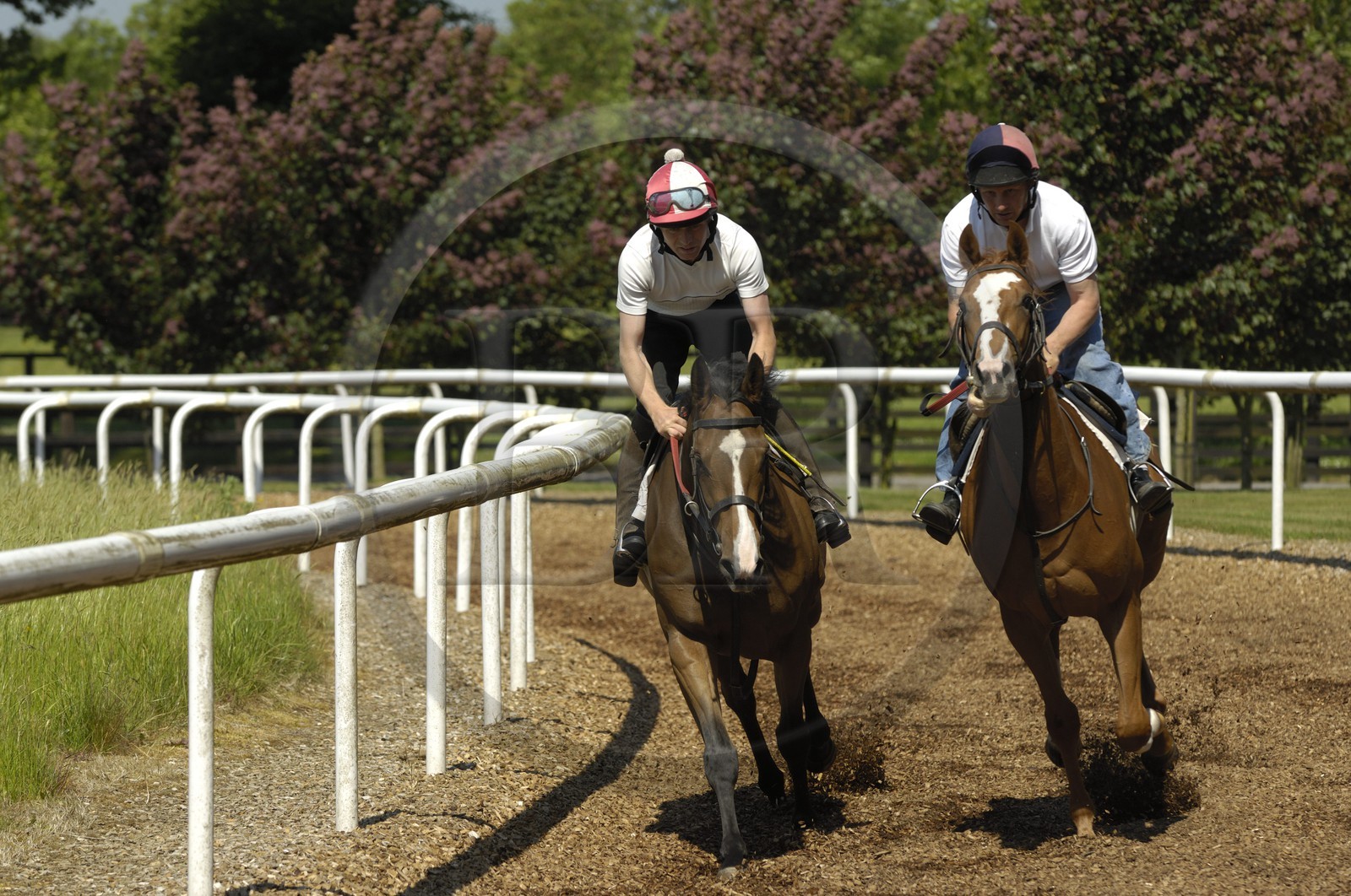 Irlande, Co. Kildare, Maynooth, harras de Moyglare (Stud), entrainement des chevaux