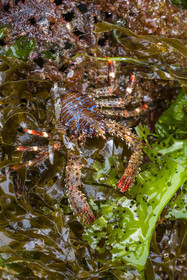 France, Finistère (29), Pays des Abers, estuaire de l'Aber Wrac'h, galathée (Galathea australiensis)