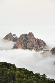 France, Corse du Sud, Alta Rocca, summits of the mountains east of the Bavella pass (Col de Bavella) emerging of clouds and the Bavella corsican pine forest (Pinus laricio)