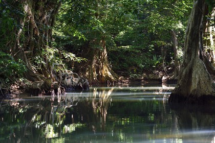Caribbean, Dominica Island, Portsmouth, the banks of the Indian River, dragon's blood or blood-wood tree (Pterocarpus officinalis)