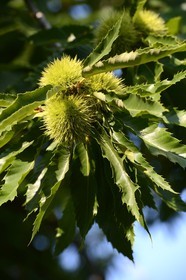 France, Haute Corse, Castagniccia, chestnuts
