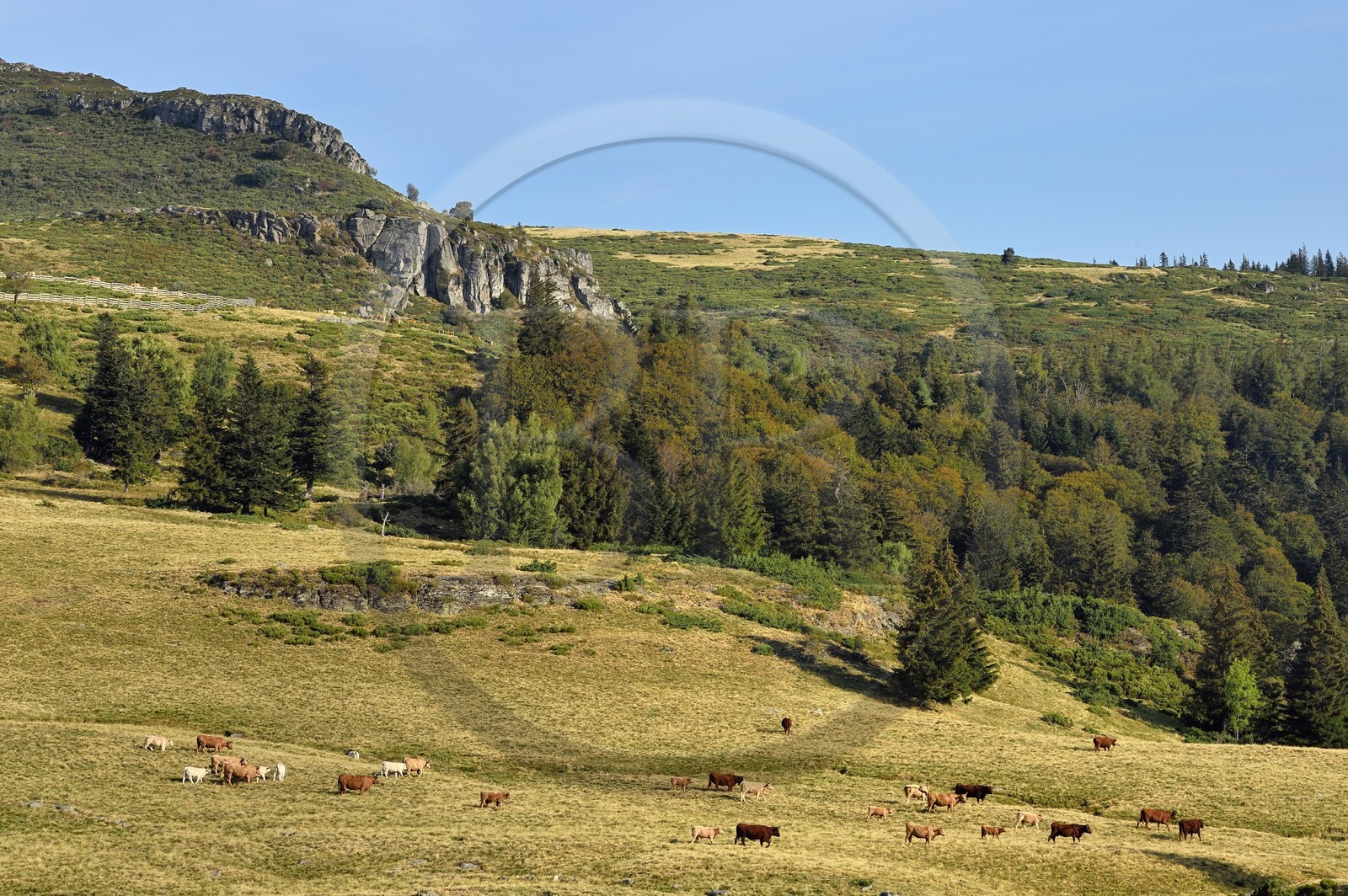 France, Cantal (15), Parc Naturel Régional des Volcans d’Auvergne, le col de Prat de Bouc au pied du Plomb du Cantal, troupeau de vaches