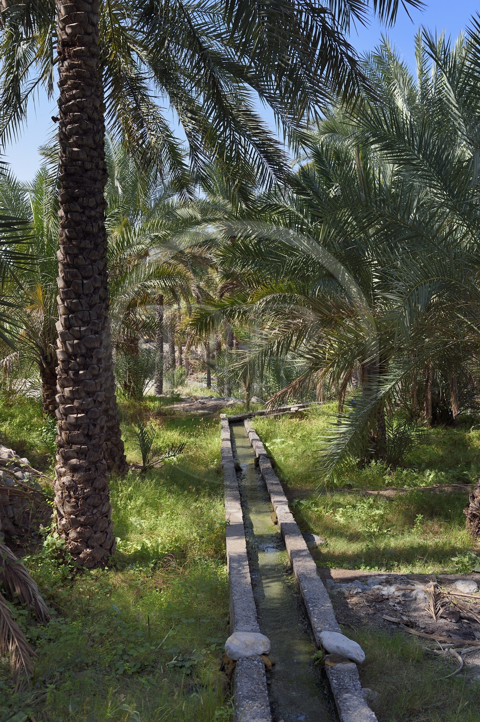 Sultanat d'Oman, gouvernorat de Al-Batina, Nakhal, canaux d'irrigation dans la palmeraie