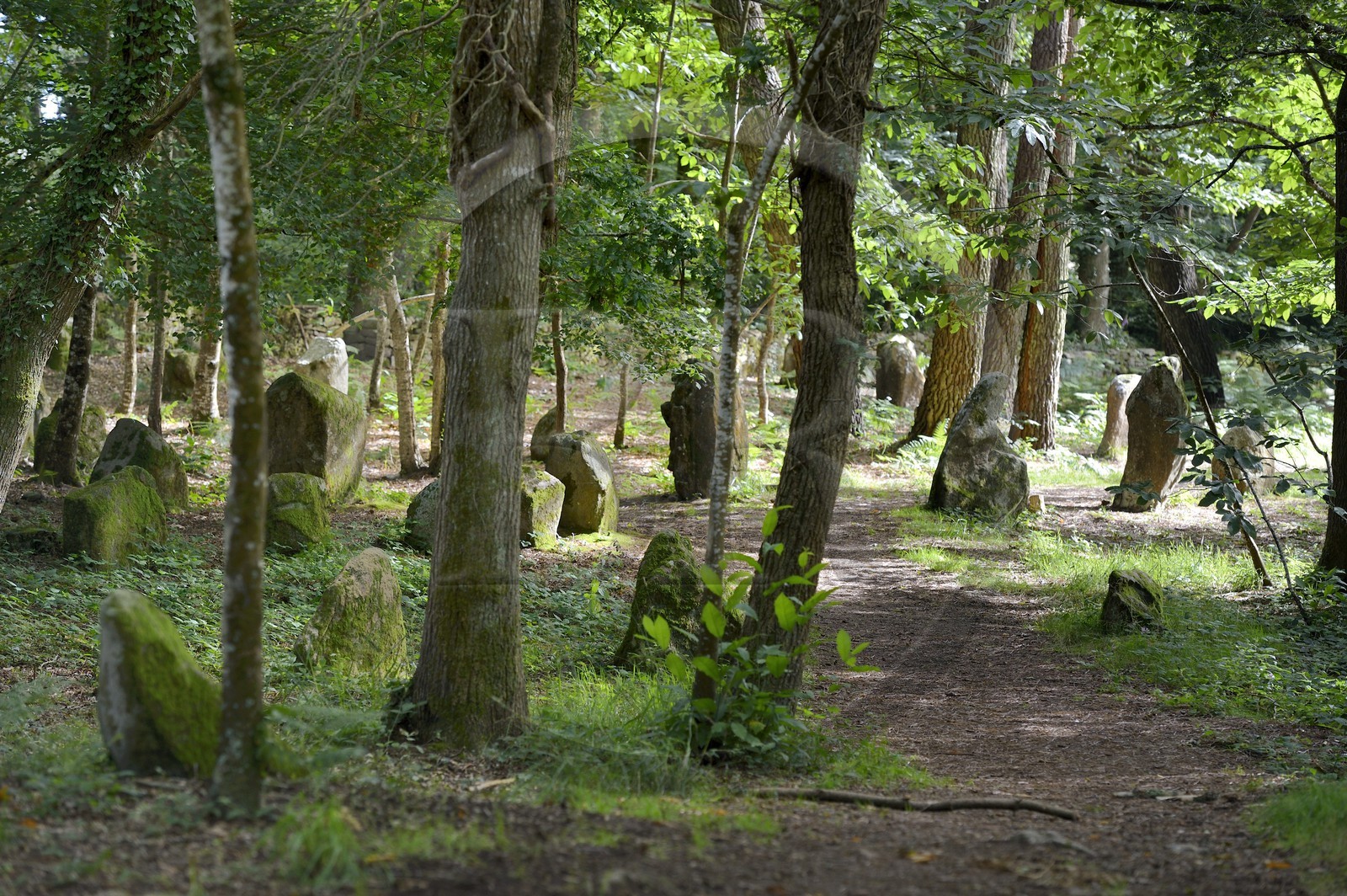 France, Morbihan (56), Carnac, alignement mégalithique du Petit Menec