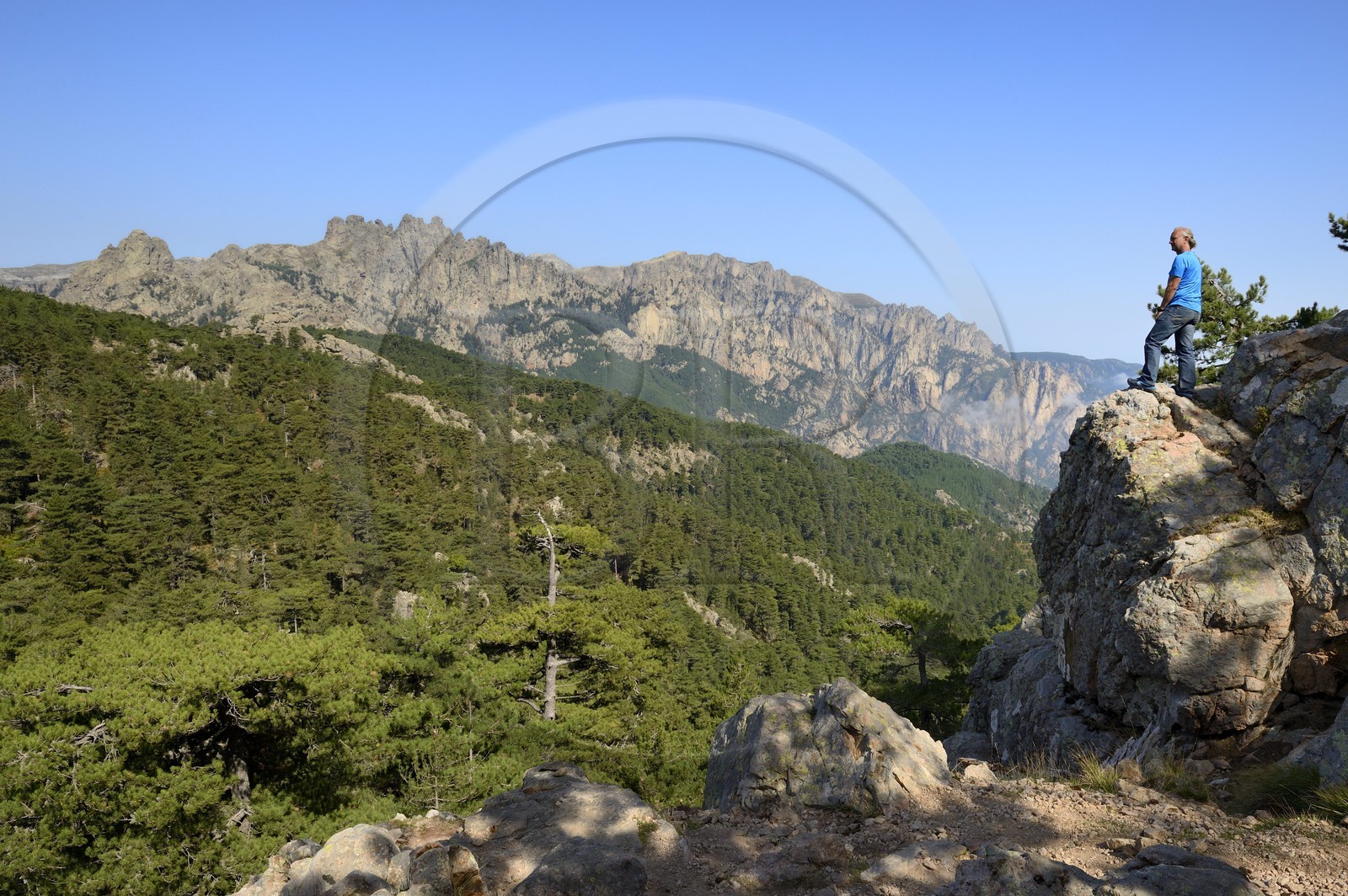 France, Corse-du-Sud (2A), Alta Rocca, forêt de pins laricio (Pinus laricio) au pied des Aiguilles de Bavella