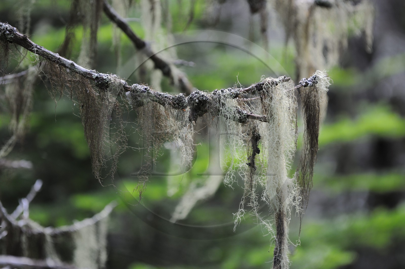 Canada, province du Québec, Côte Nord, Havre-Saint-Pierre, le Parc National Archipel de Mingan dans le golfe du Saint Laurent, forêt boréale