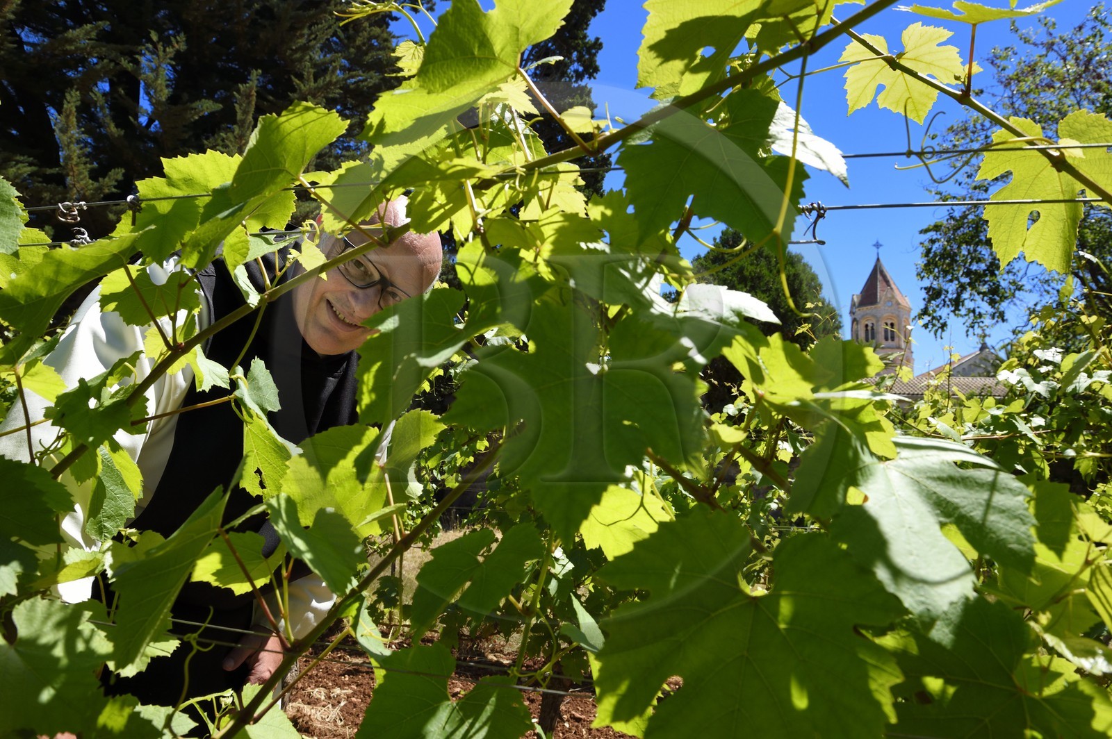 France, Alpes-Maritimes (06), Cannes, Iles de Lérins, Ile de Saint-Honorat, le frère Marie-Paques dans les vignes de l'Abbaye de Lérins, l'église abbatiale en arrière plan