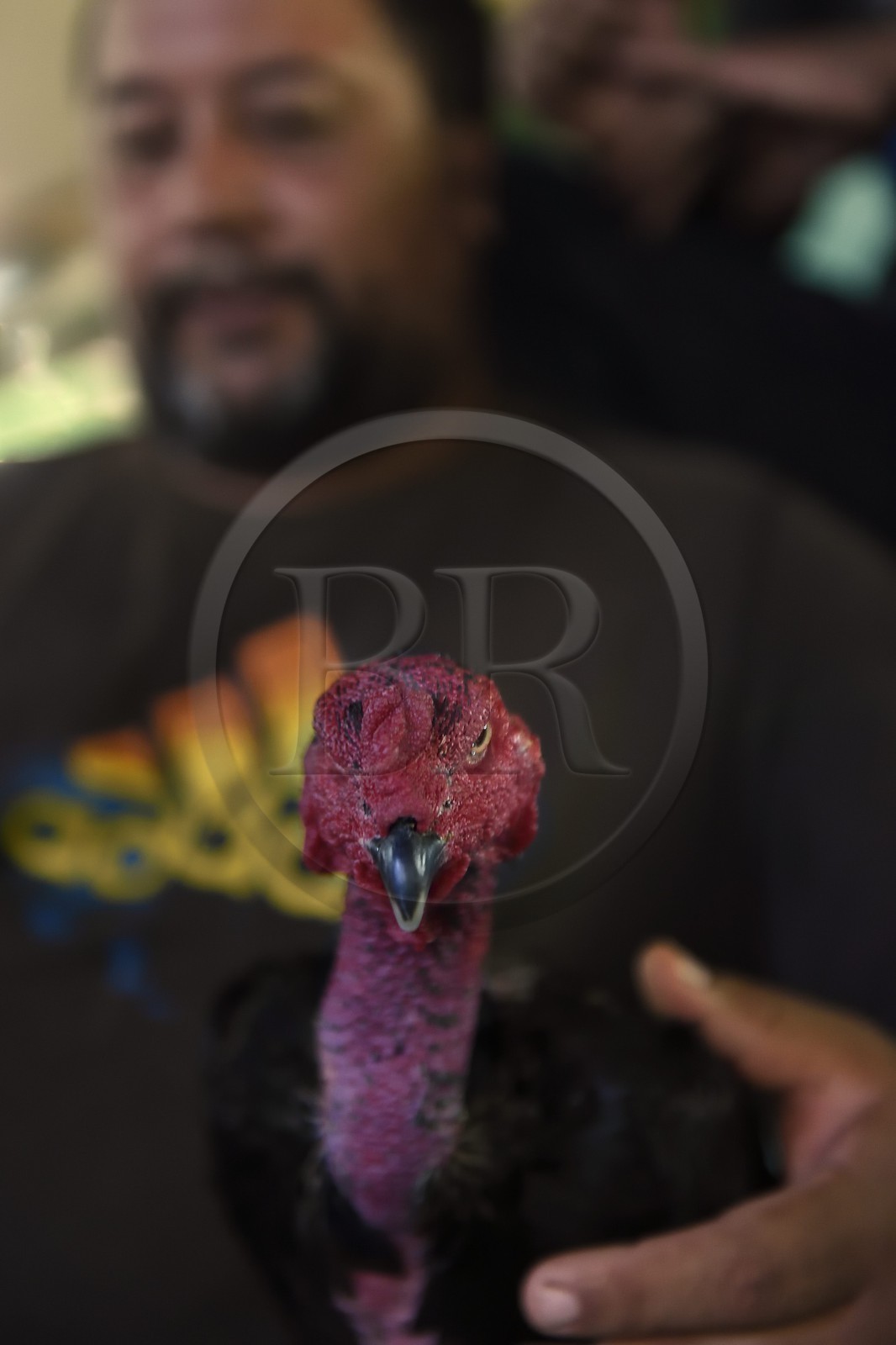 France, Ile de la Reunion, Petit Tampon, combat de coqs dans le Rond de Coq