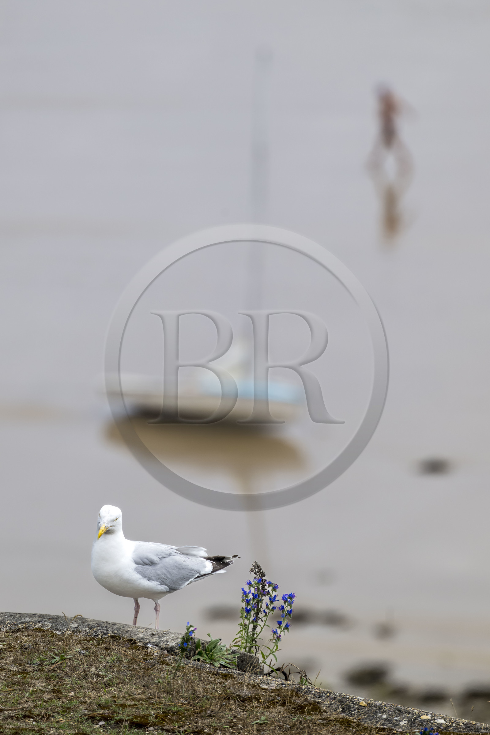 France, Côtes d'Armor (22), Grand Site de France Cap d'Erquy – Cap Fréhel, Fréhel, goéland sur la plage de l'Anse du Croc
