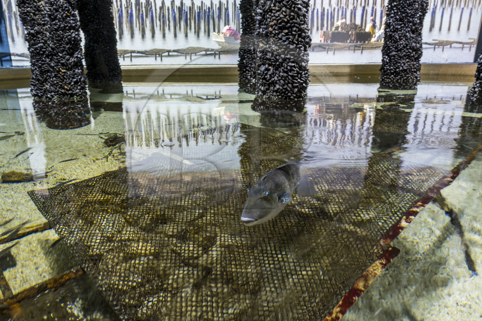 France, Finistère (29), Brest, Océanopolis, musée de la mer, mise en scène de la conchyliculture