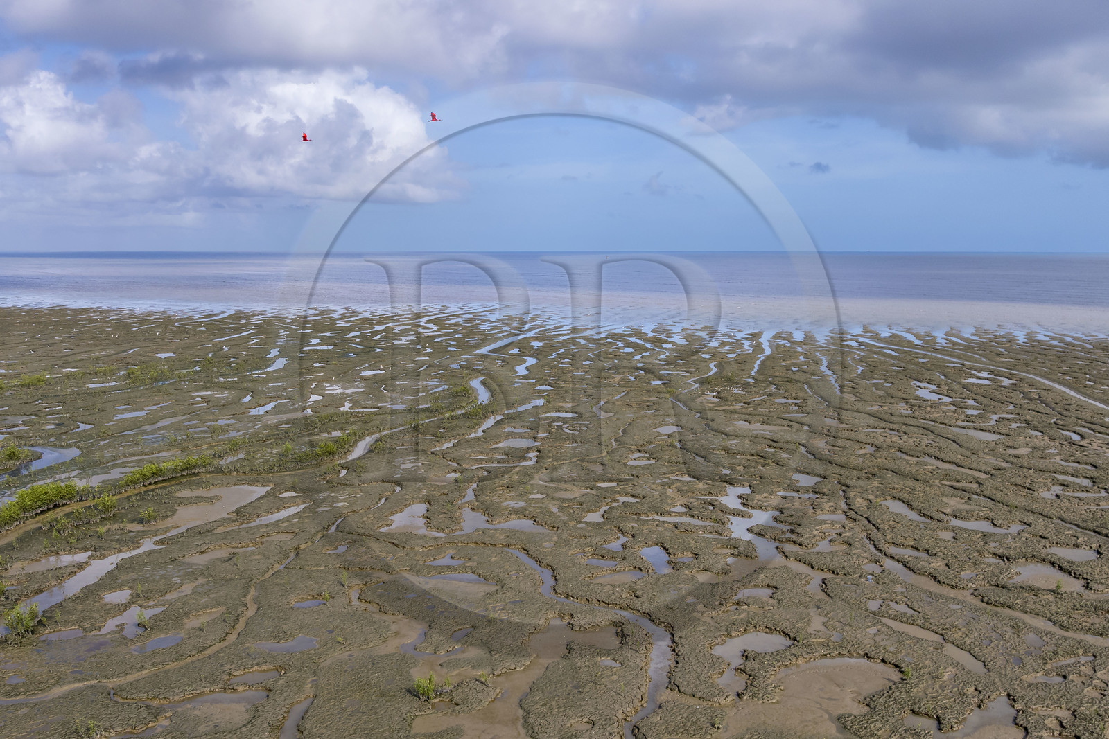France, Guyane, Cayenne, la mangrove a pris position sur les bancs d'alluvions entrainés des montagnes des Andes par le fleuve Amazone et entoure la totalité de la presqu'île de Cayenne, dans une période cyclique future elle disparaitra complétement pour à nouveau laisser place à la mer, ibis rouge en vol (vue aérienne)