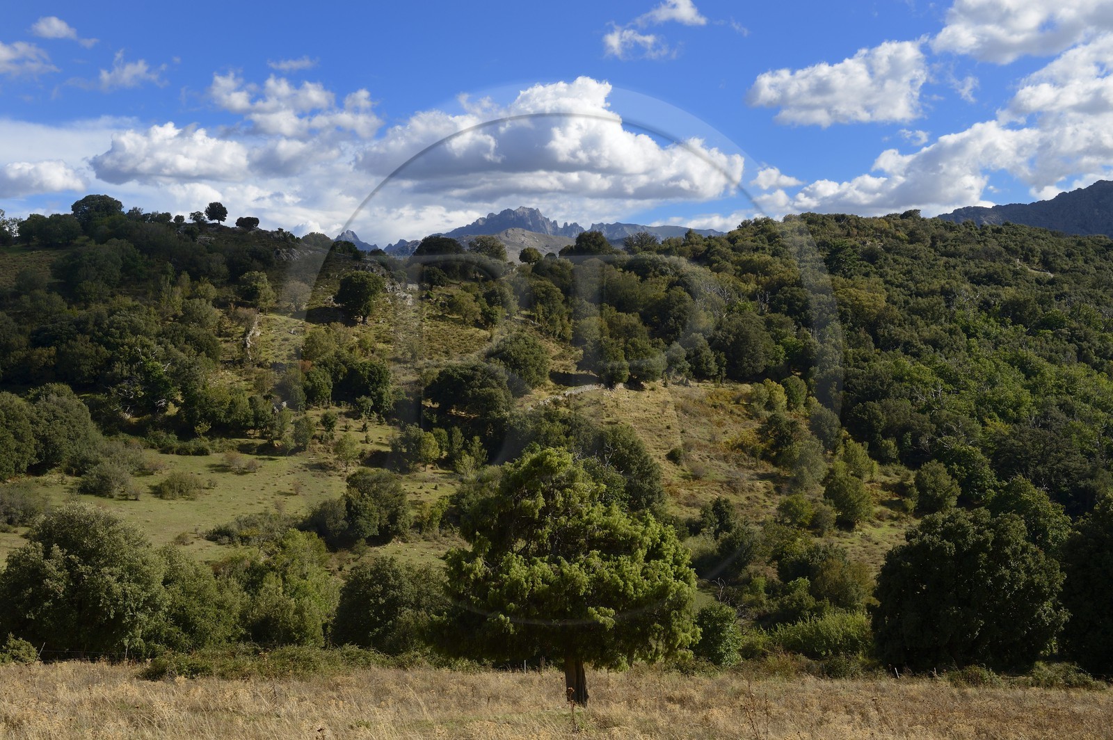France, Haute Corse, Balagne, the Giussani valley, the village of Olmi-Capella