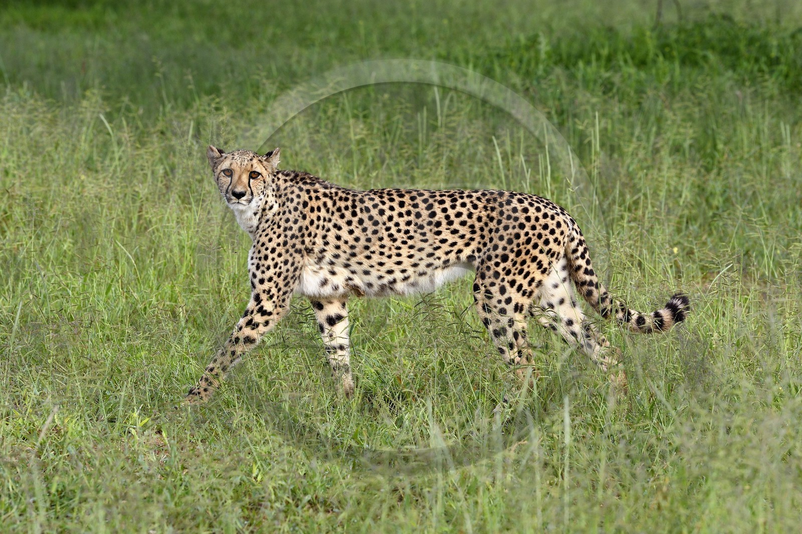 Namibie, Otjiwarongo, Cheetah Conservation Fund, centre de recherche et d'éducation, guépard (Acinonyx jubatus)