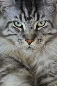 France, Ile de la Reunion, chat Main coon