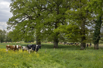 France, Vendée (85), Saint-Mesmin, ferme bio Epicoeur de la Rambaudière, les vaches partent au pré