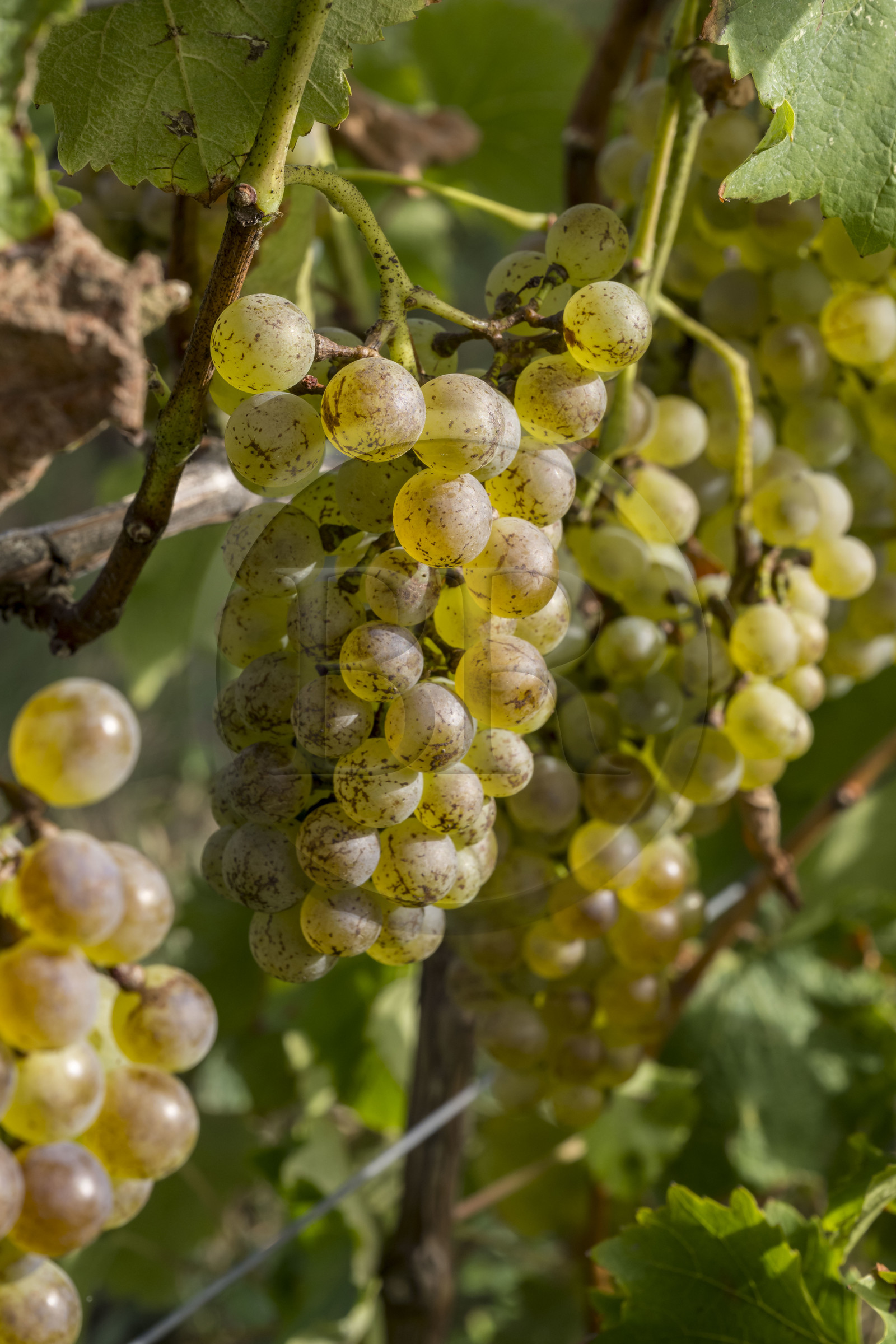 France, Charente Maritime, Oleron island, Saint Georges d'Oléron, hamlet of La Coindrie, colombar grapes a golden white grape variety