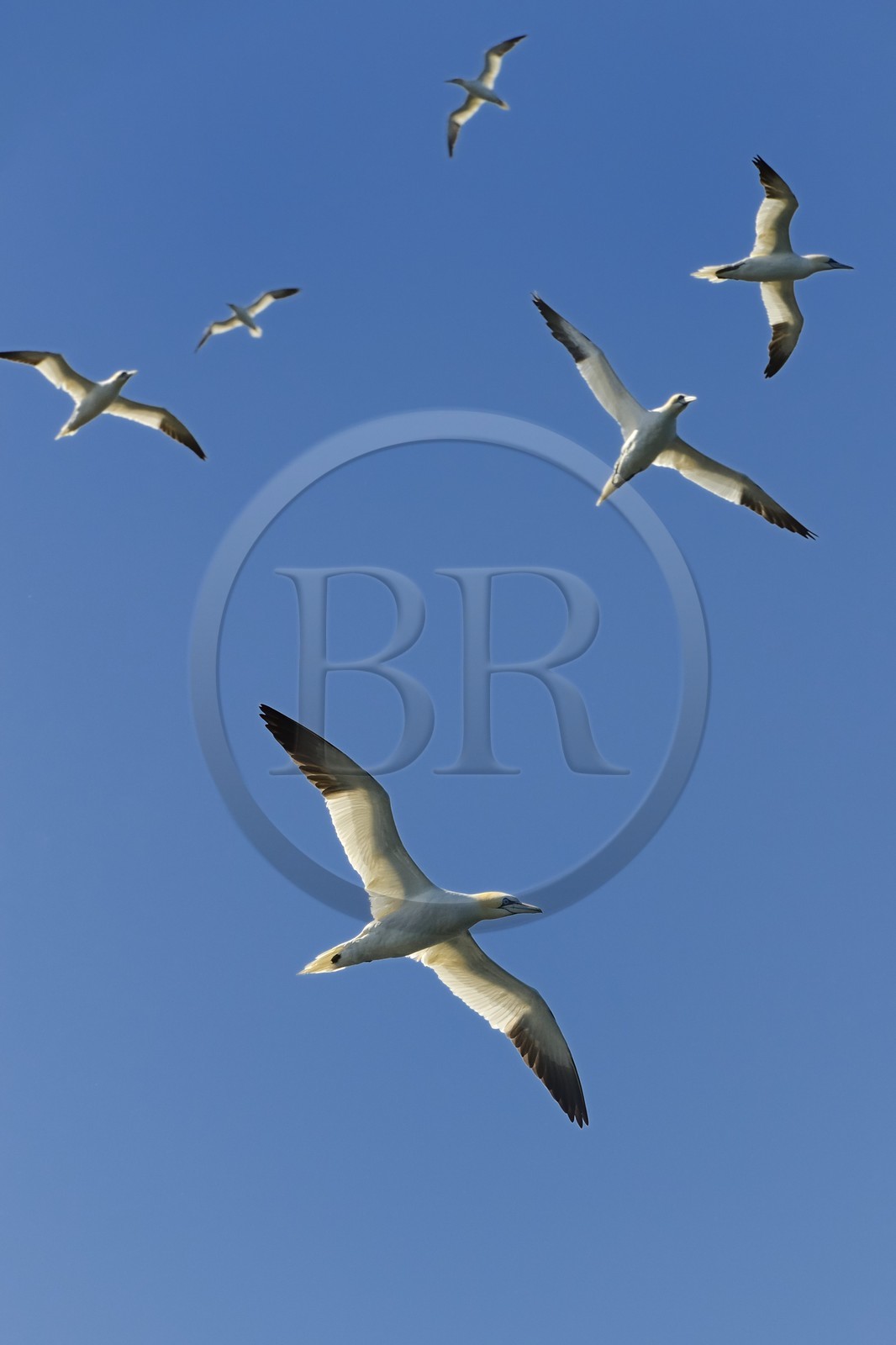 France, Cotes-d'Armor, Perros-Guirec, Sept-Iles Archipelago and bird sanctuary, Rouzic island, northern gannets (Morus bassanus)