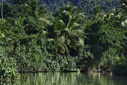 Caraïbes, Ile de la Dominique, Portsmouth, les rives de l'Indian River