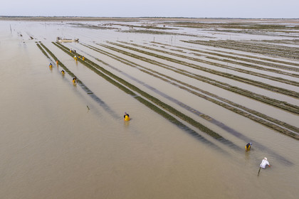 France, Charente-Maritime (17), Ile d'Oléron, Dolus-d’Oléron, entretien des parcs à huitres du bassin de Marennes-Oléron dans le Pertuis d'Antioche à marée basse (vue aérienne)
