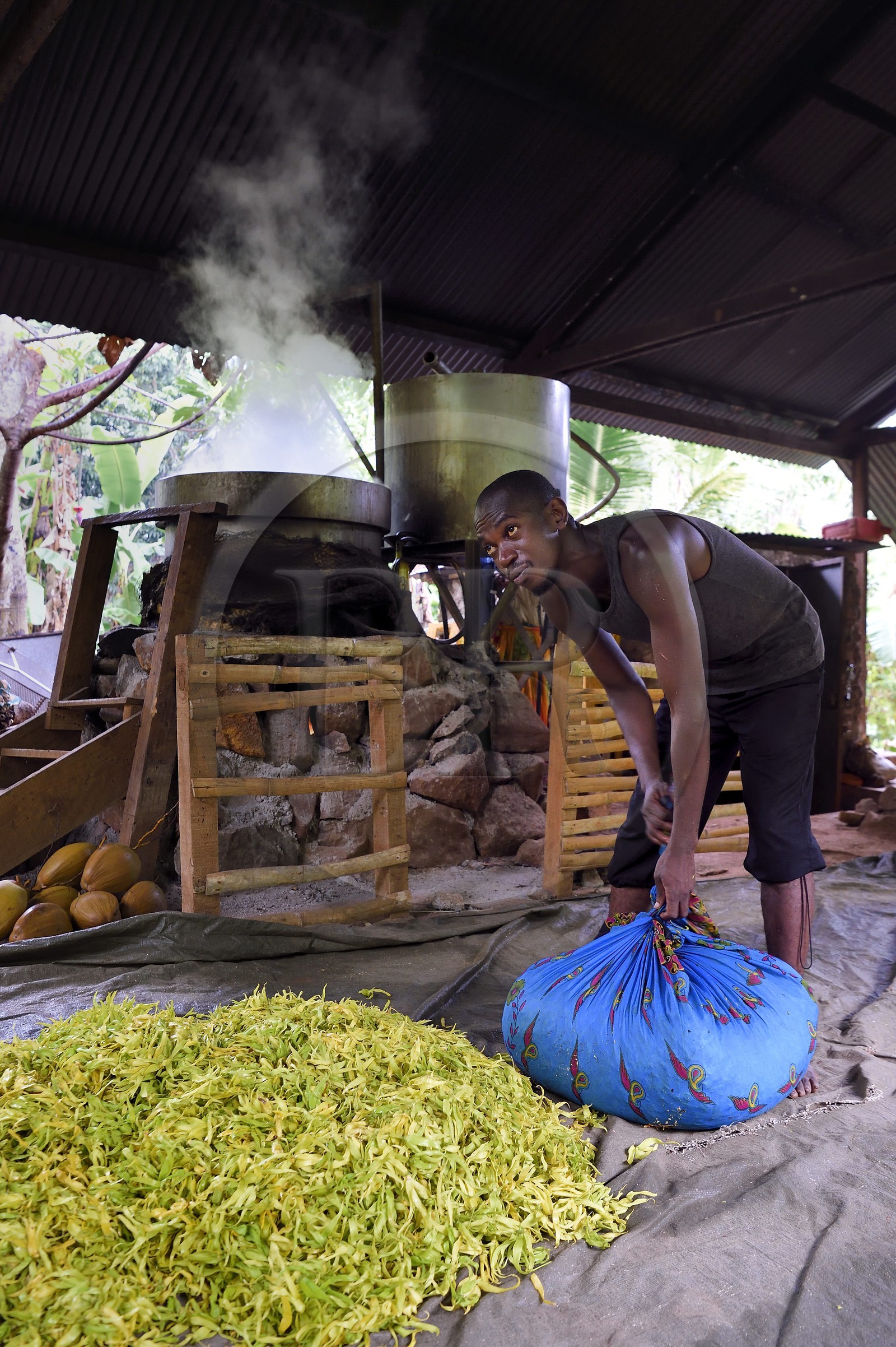 France, Ile de Mayotte, Grande-Terre, Ouangani, Aromaoré, distillation de l'huile essentielle à base de pétales de fleurs d'ylang ylang (Cananga odorata) en alambic artisanal