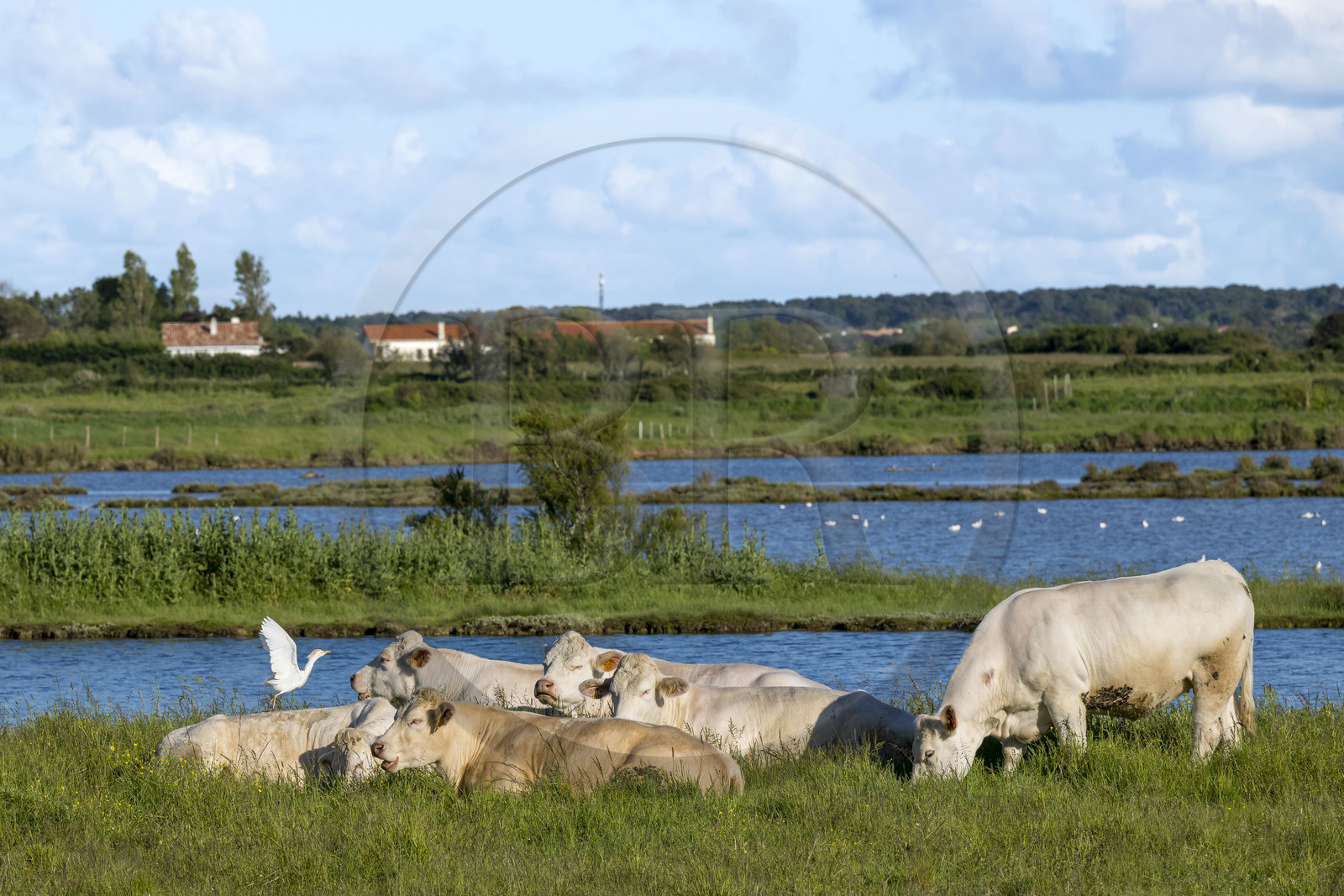 France, Vendée (85), Talmont-Saint-Hilaire, aigrette garzette et troupeau de vaches en bordure des anciens marais salants de la Guittière