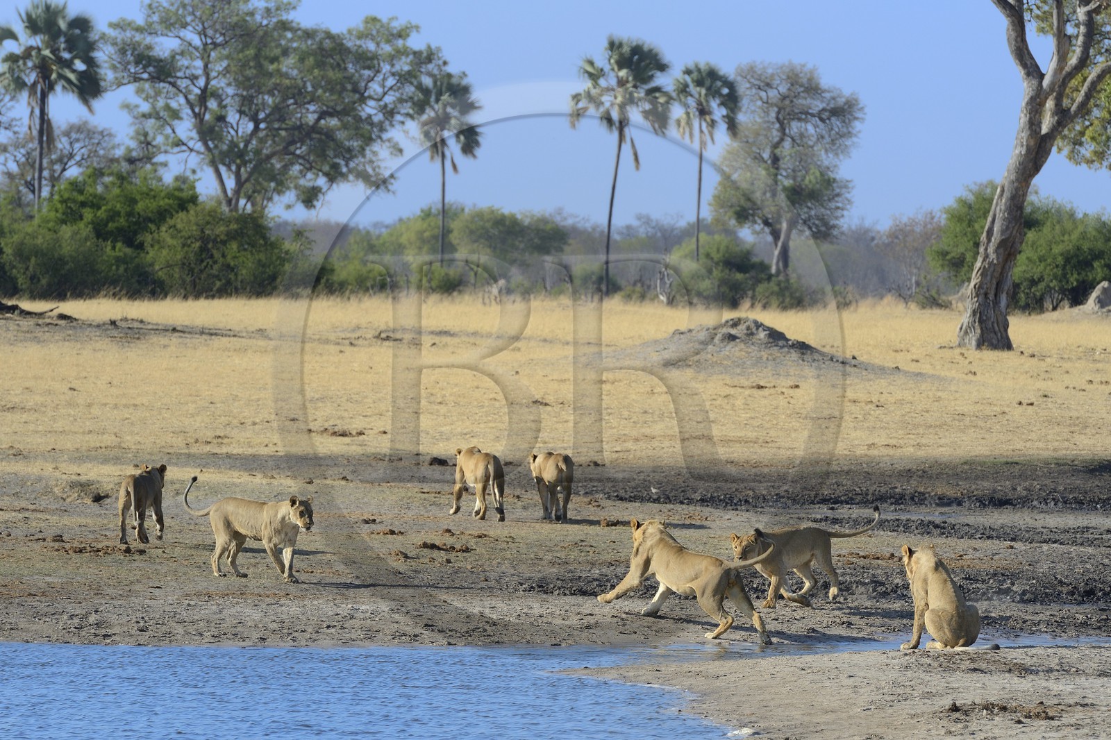 Zimbabwe, province de Matabeleland septentrional, parc national Hwange, groupe de lions (Panthera leo) autour d'un point d'eau
