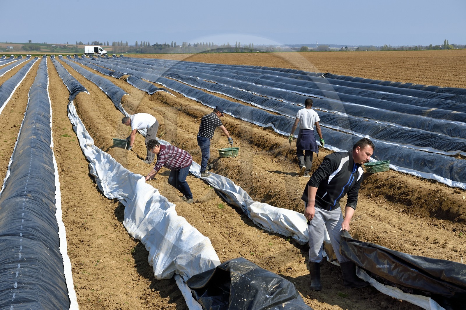 France, Bas-Rhin (67), Fessenheim-Le-Bas, récolte d'asperges blanches dans un champ de la Ferme Weckel