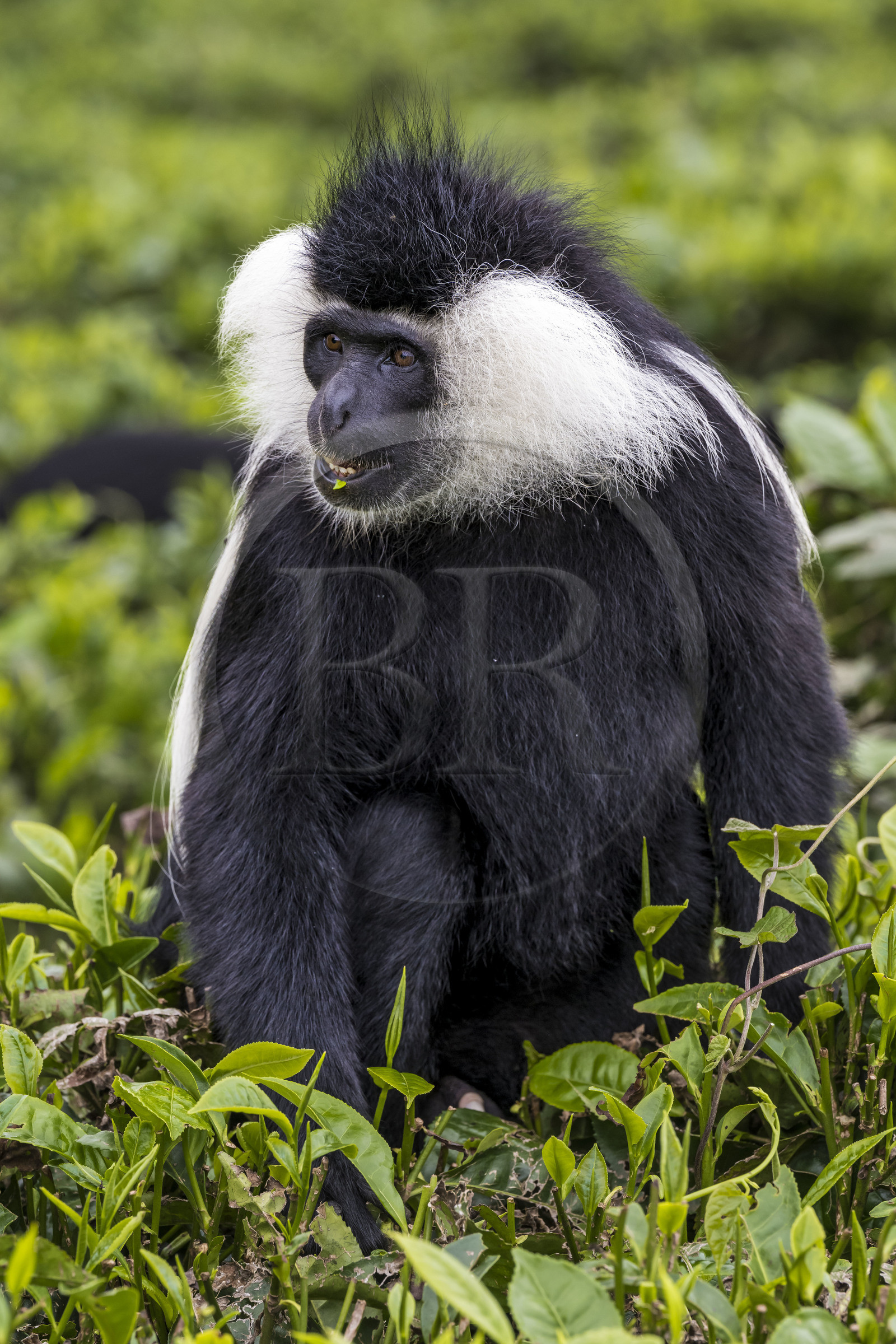 Rwanda, Province de l’Ouest, Gisakura, Parc national de Nyungwe, Colobe de Ruwenzori (Colobus angolensis ruwenzorii) dans une plantation de thédont il ne mange pas les feuilles