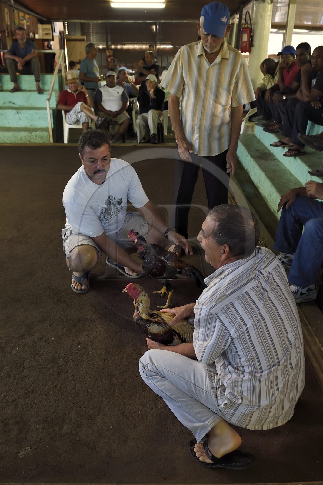 France, Ile de la Reunion, Petit Tampon, combat de coqs dans le Rond de Coq