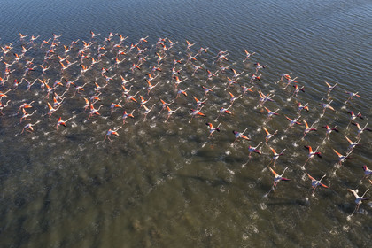 France, Hérault (34), Frontignan, envol de flamants roses (Phoenicopterus roseus) dans l'Etang d'Ingril (vue aérienne)