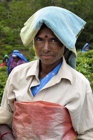 Sri Lanka, Province d'Uva, Bandarawela, femme tamoul travaillant à la cueillette des feuilles dans une plantation de thé