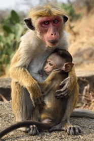 Sri Lanka, province centrale, district de Matale, Dambulla, Temple du Rocher Royal aussi appelé Ran Giri (Rocher doré), macaque à toque (Macaca sinica) et son petit