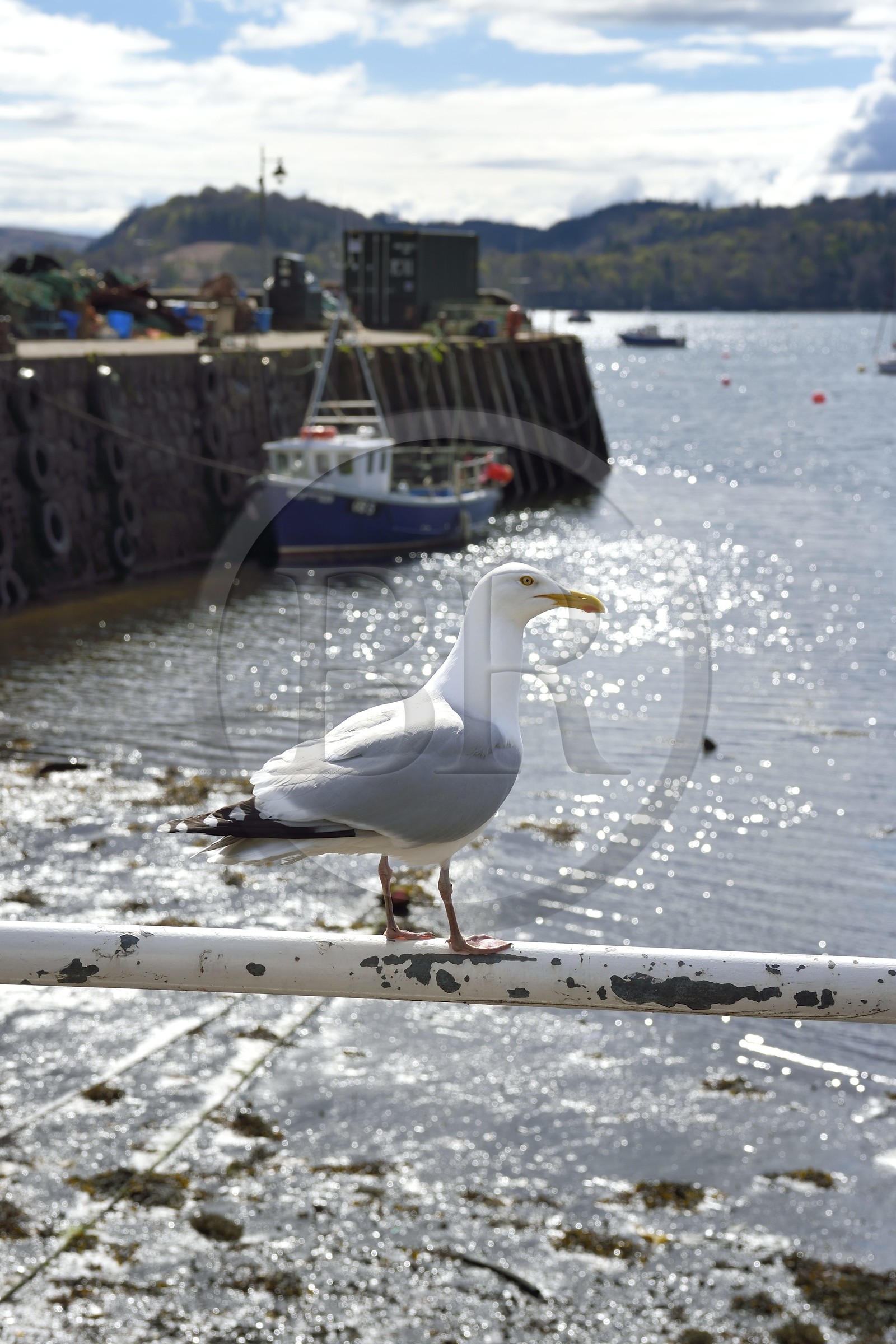 Royaume-Uni, Ecosse, Highland, Hébrides intérieures, Ile de Mull, la ville principale Tobermory et son port, goéland argenté (Larus argentatus)